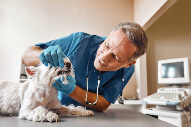 Best Walk-In Emergency Dentist in East Grand Forks, MN